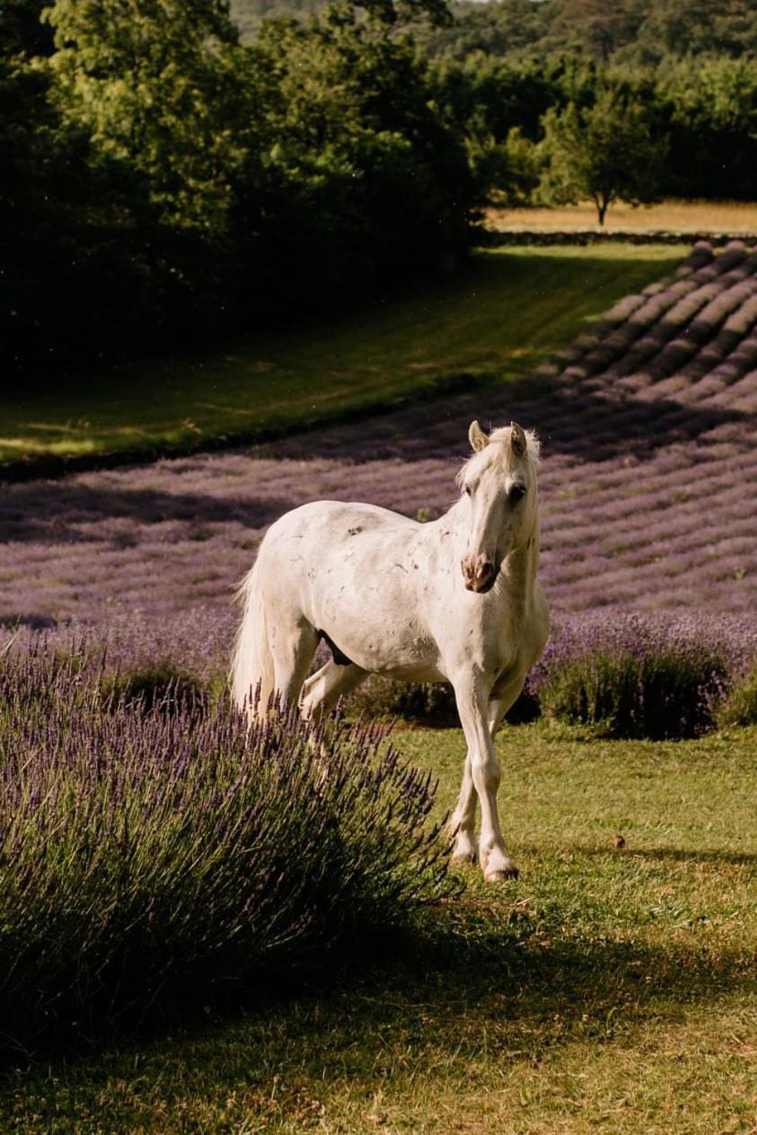Tmbin'S Barn - Nature, Horses, Family Сежана Екстериор снимка