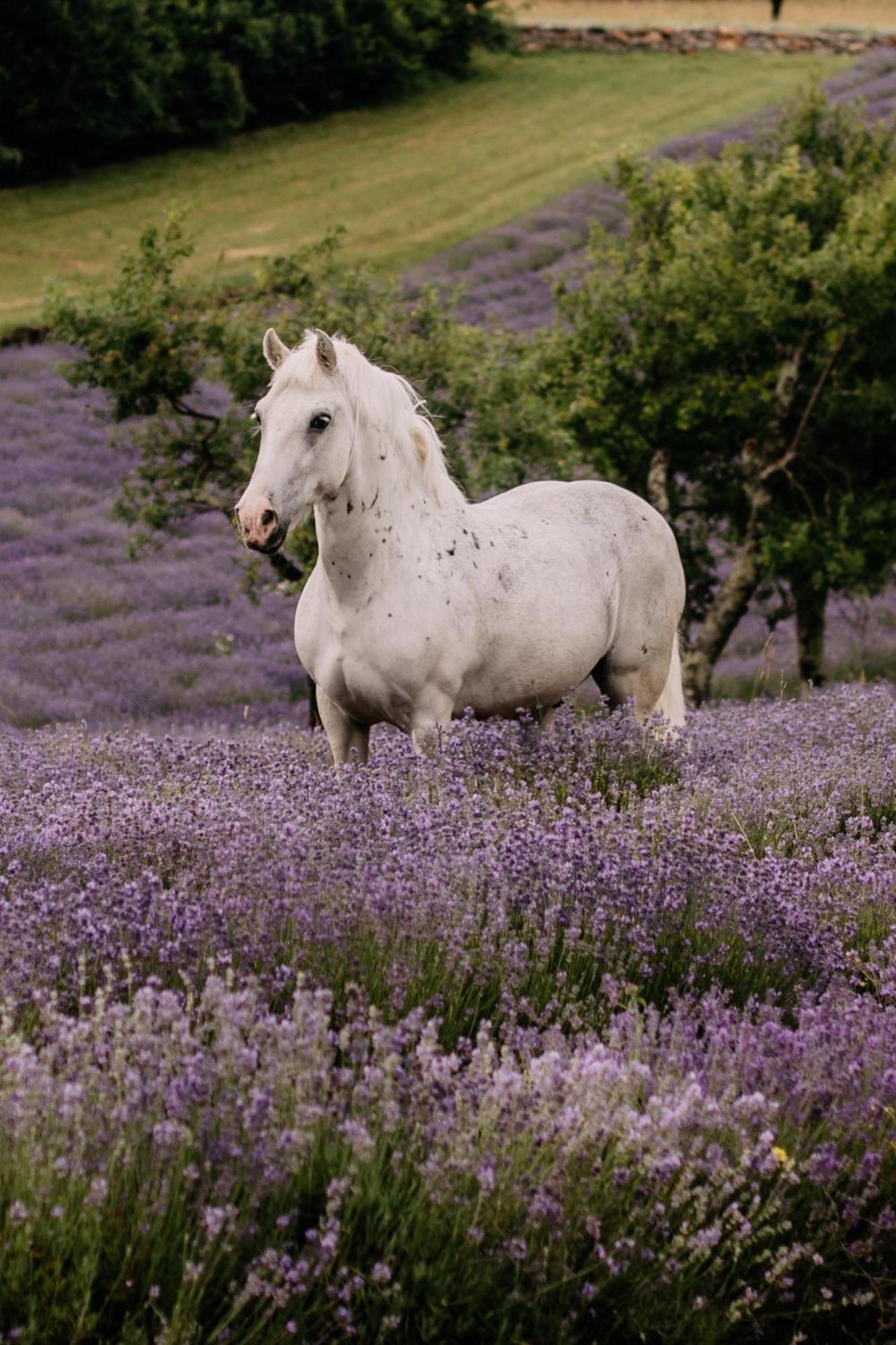 Tmbin'S Barn - Nature, Horses, Family Сежана Екстериор снимка